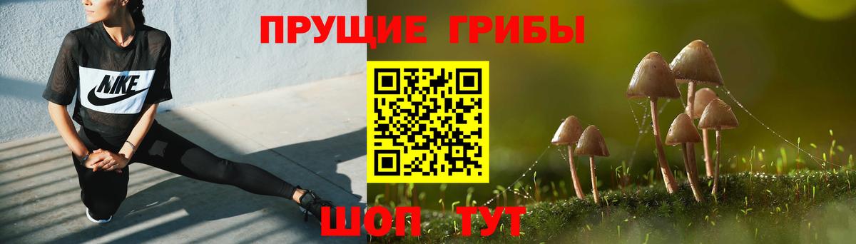 Псилоцибиновые грибы Psilocybe Шелехов